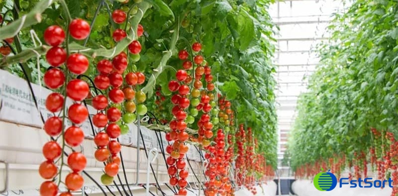 images/1674978651144tomato weight sorter.jpg